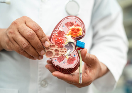 «Новый уровень»: в России заявили о прорыве в сфере трансплантации почек