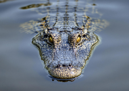 Плотник пошел на работу и стал обедом для опасного хищника