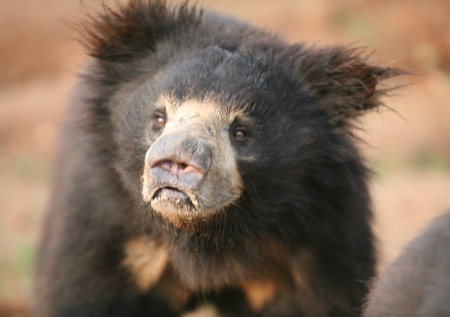 Двое пожилых мужчин стали жертвами нападения медведей в одной из стран Азии