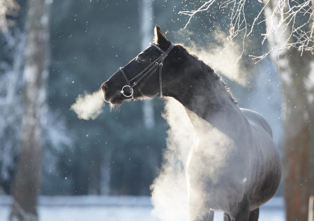 На Дальнем Востоке украли и убили коня ради мяса