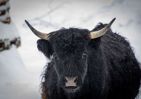 Бесхозного быка сняли на видео во время прогулки под Серпуховом