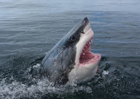 Испугавшая египетские отели акула умилила российских туристов