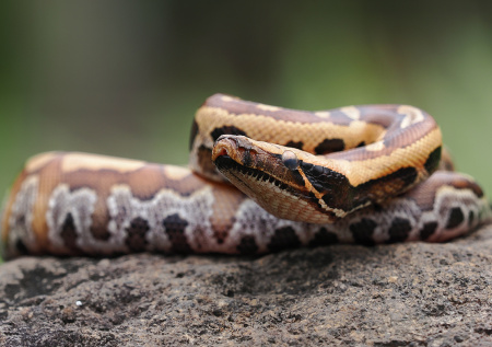 Женщина проснулась среди ночи и обнаружила у себя на груди огромного питона