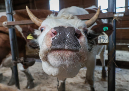 Корова стала звездой среди ученых из-за интеллектуальных способностей