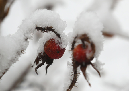 Единственный путь из России в Грузию временно перекрыт