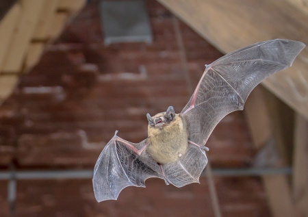 В квартиру к россиянину залетело «древнее зло»