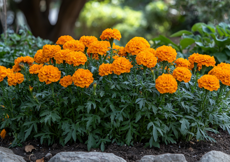 Украсит дачу и спасет огород: с этим цветком садоводы не знают проблем