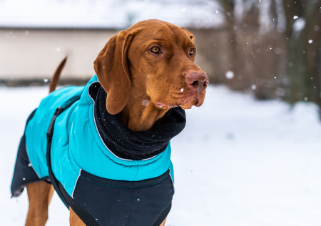 Как одевать собаку по погоде: полный гид по выбору одежды для питомца