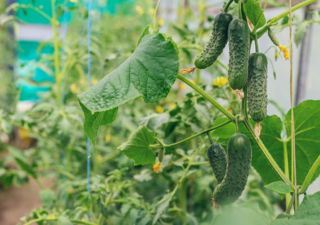 Пучковые огурцы — мечта дачника или ловушка для новичка: разбираемся, как не попасть впросак