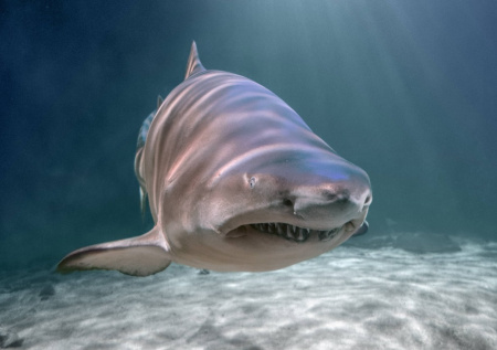 Нападения акул на людей посчитали неизбежными — речь идет об одном курорте