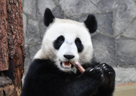 Играющая со снегом на своих «какашках» панда Катюша попала на видео