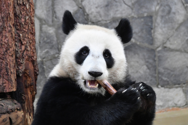 Панда Катюша