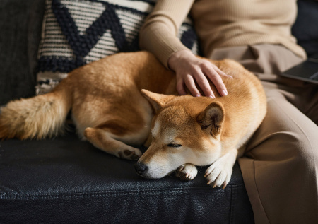 Кинолог рассказал, как правильно сочетать удаленную работу с заботой о собаке