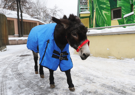 Помогавший российским бойцам в зоне СВО ослик Жорик попал на видео