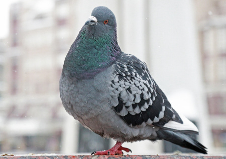 «У меня не было друзей»: мужчина поймал уличного голубя и получил срок