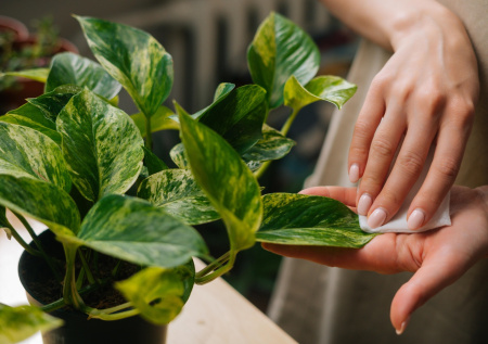 Диетолог поставила точку в спорах о волшебной пользе хлорофилла