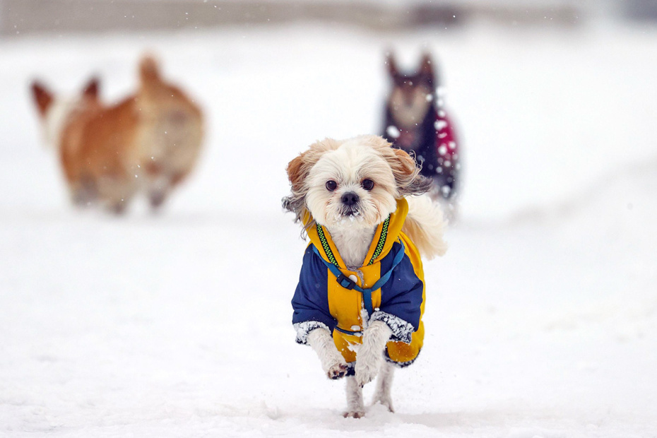 Нужна ли собаке одежда