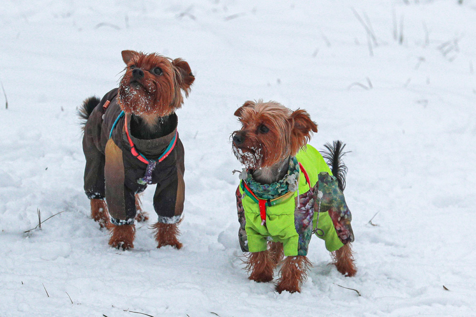 Зимний комбинезон для собаки