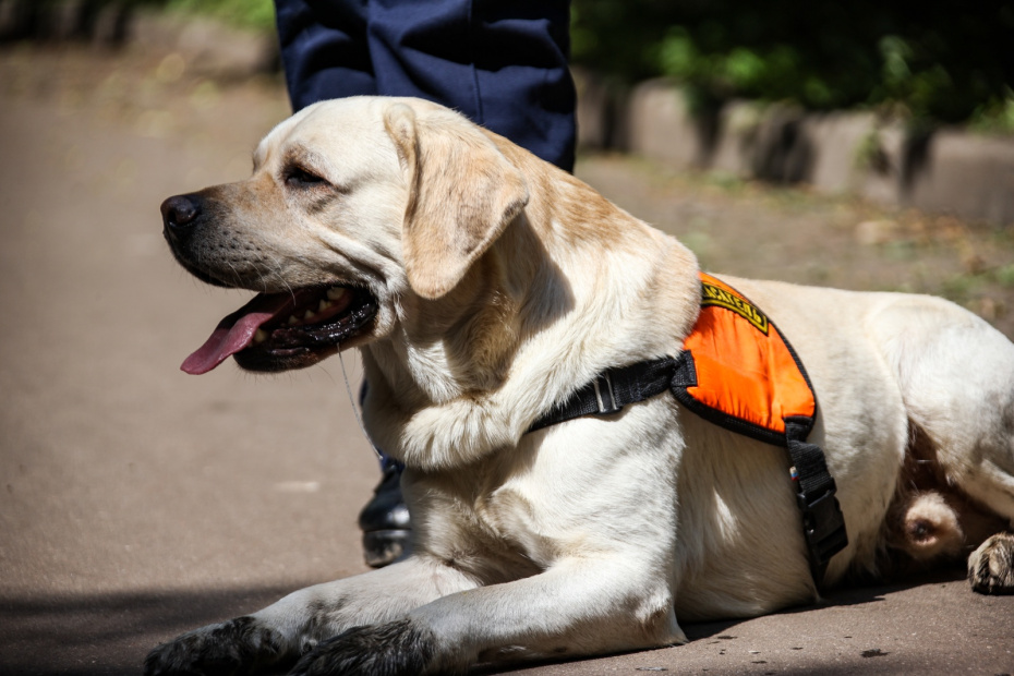 Дрессировка и «трудовые будни»: кто и как обучает животных