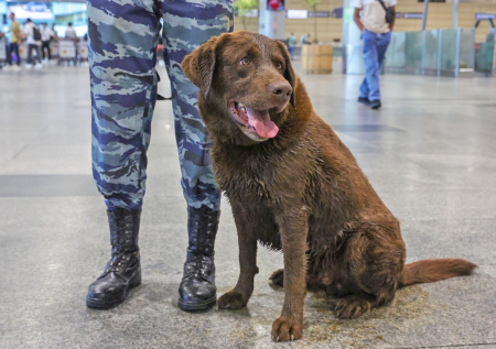 Животные на службе: получают ли зарплату собаки и есть ли у них пенсия