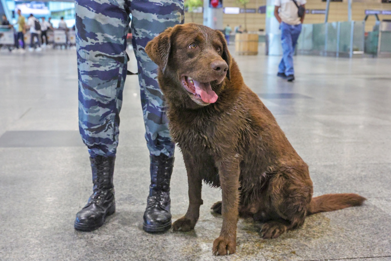Служебные животные: есть ли у собак и лошадей зарплата, пенсия и трудовой кодекс