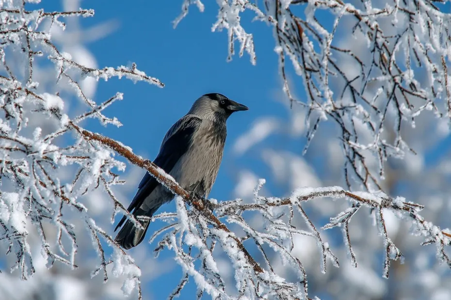 Погодные приметы в январе