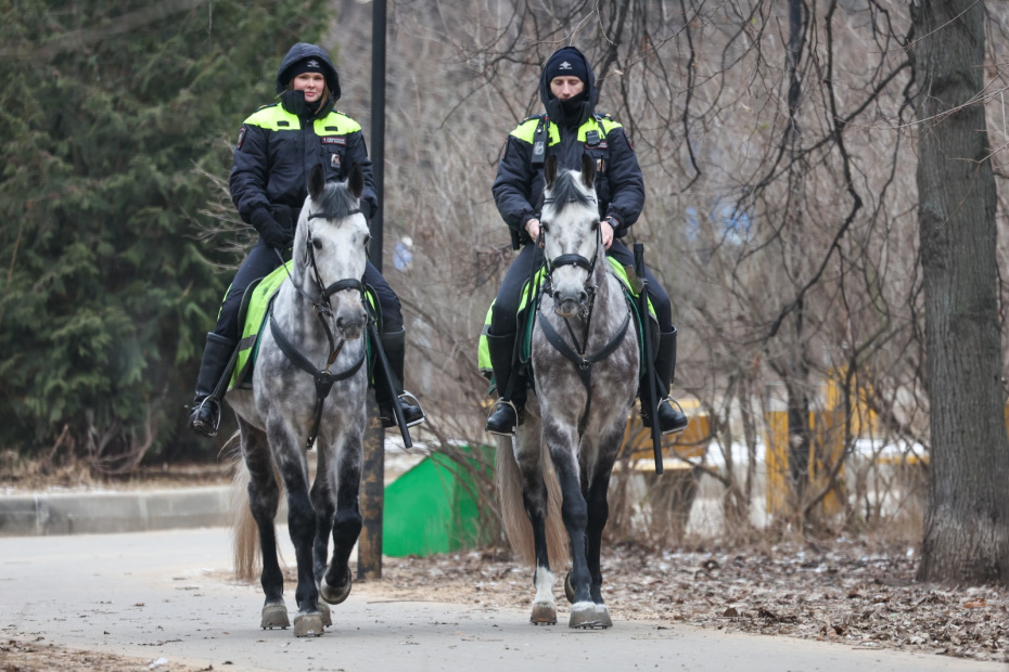 Лошади в полиции и армии: как их содержат и используют