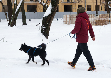 Ветеринар дал совет собачникам для выгула в сильные морозы