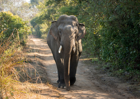 Слон-убийца навел ужас на жителей Индии