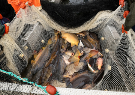 Американские рыболовы «попали под раздачу» из-за Гренландии