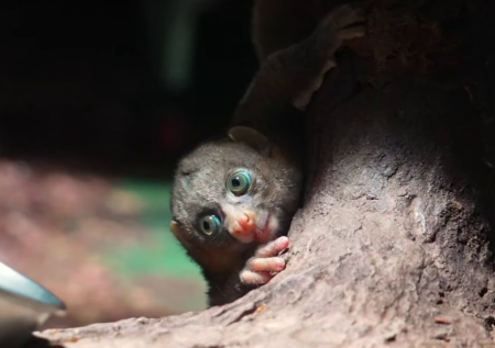 В Московском зоопарке выходили детеныша краснокнижного примата потто