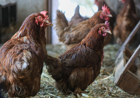 Куры несутся даже в мороз: секреты зимней продуктивности без лишних трат