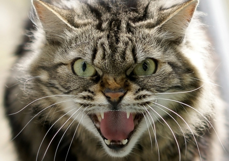 Домашняя кошка «убила» россиянку