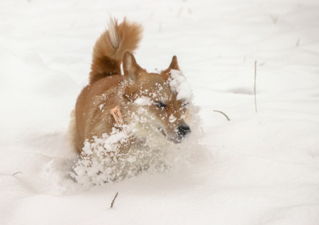 В центре Москвы собаку ударило током от закоротившего столба