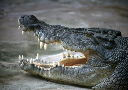 Полицейские вытащили женщину из пасти большого крокодила