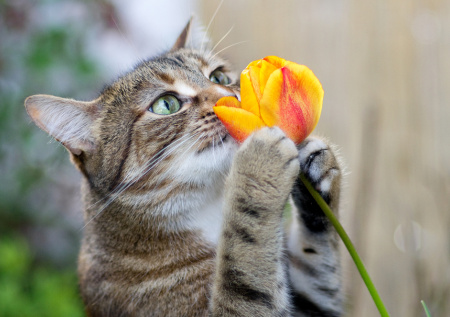Зоопсихолог объяснила большую любовь некоторых кошек к цветам