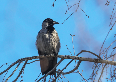 Американец решил бороться со сторонниками Трампа с помощью ворон