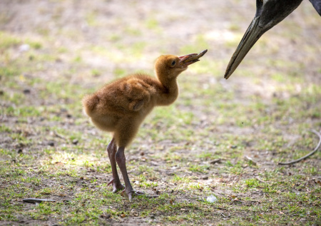 Женщина 40 лет притворялась журавлем и учила птенцов летать