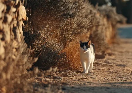 Кот прошел 250 километров, чтобы вернуться к хозяевам
