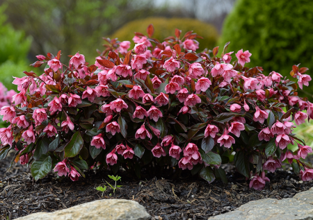 Забудьте про капризные розы: эти три кустарника цветут пышнее и дольше без кропотливого ухода