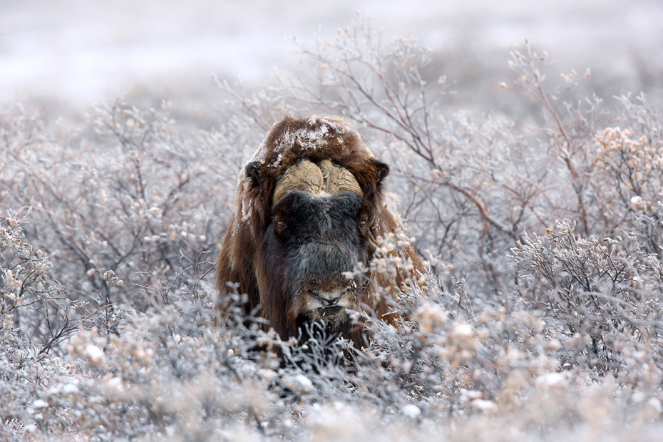 Мускусный бык (Ovibos moschatus) в зарослях инея, Гренландия