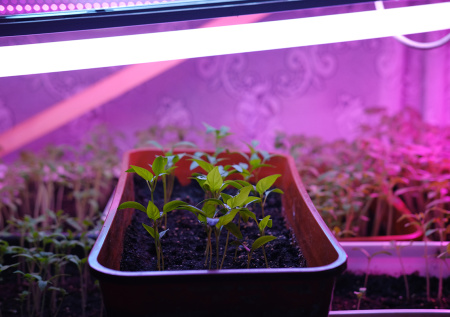 Гори ясно: простая схема выбора идеальной бюджетной фитолампы для рассады