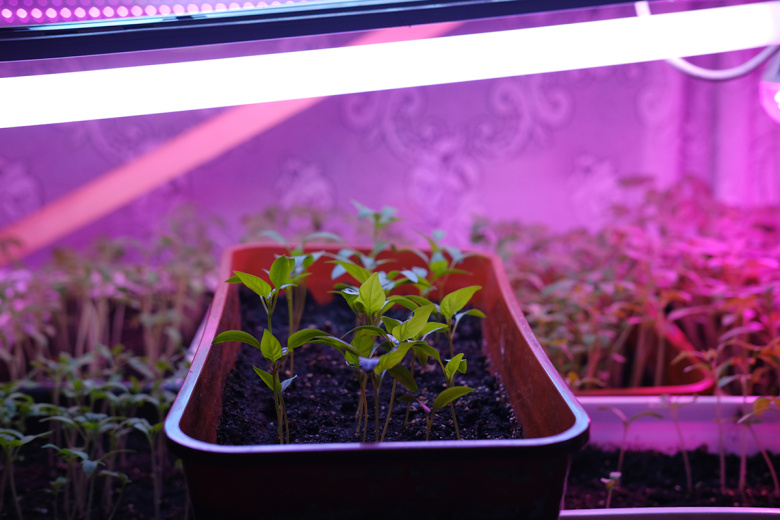 Подсветка для рассады: как не выбросить деньги на ветер, выбирая лампы