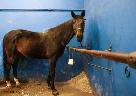 «Все головы погибли»: огонь охватил конюшню под Екатеринбургом