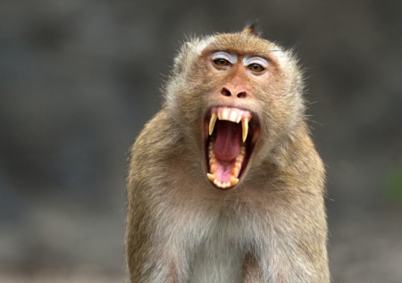 Обезьяна похитила младенца и бросила его в колодец