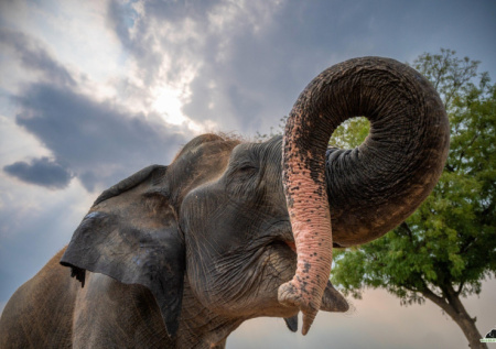 В Самаре из зоопарка сбежало огромное экзотическое животное