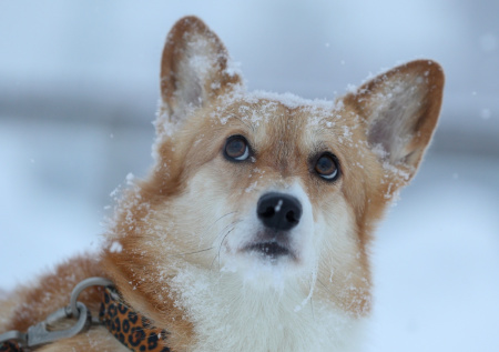 Вильфанд рассказал о надвигающейся аномальной «зимней жаре»