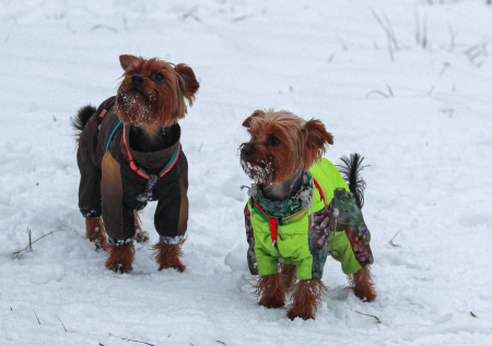 В московском ЖК за сутки убили семь собак