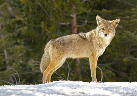Опасный хищник утащил домашнюю собаку в лес