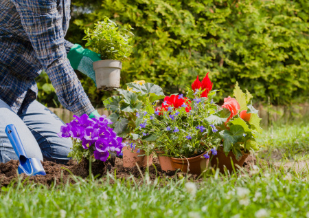 Цветы против жуков и тли: эти растения спасут ваши грядки без химии и украсят дачу